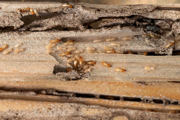 Best Insect Control  in Zephyrhills, FL
